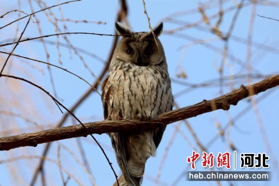 图为长耳鸮在树上休憩。 鸡泽县委宣传部 供图