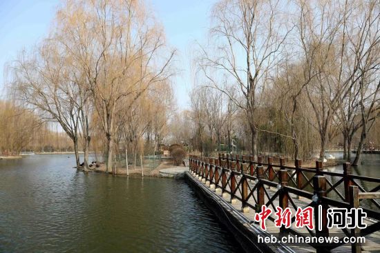 图为鸡泽县毛遂文化园长耳鸮越冬栖息地。 鸡泽县委宣传部 供图