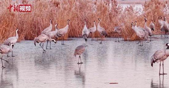 ��������Ƶ ����ۿ���