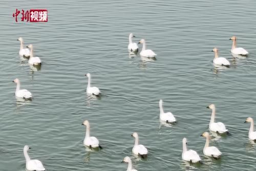 ��������Ƶ ����ۿ���