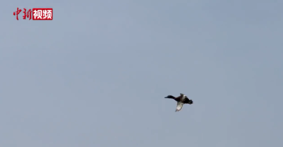 ��������Ƶ ����ۿ���