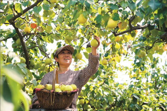 赵县25万亩梨园迎来丰收季。 本文图 赵县县委宣传部供 赵县25万亩梨园迎来丰收季。 本文图 赵县县委宣传部供