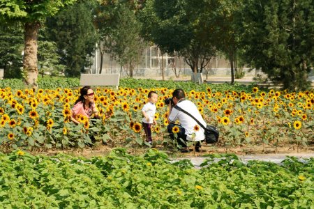石家庄植物园盛装度国庆高清图片