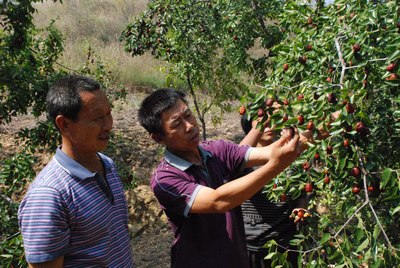 中国新闻网·河北新闻--行唐县几丁质红枣专业