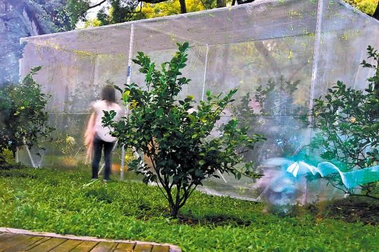 珠海萤火虫文化节吸引游客(图)