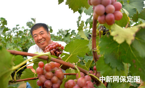 望都打造京津农副产品绿色食品供应基地(图)