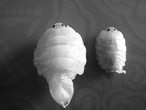 河北衡水湖国家自然保护区发现日本鱼怪