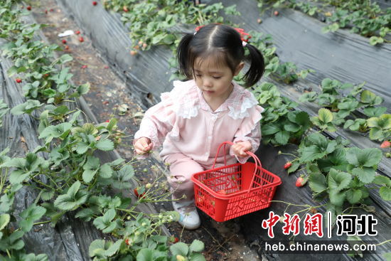 张家口崇礼区：草莓飘香富农家——我国新闻网河北