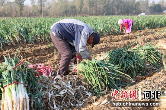 河北南宫：大葱栽培工业 兴起农人“钱袋子”——我国新闻网河北