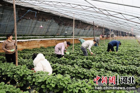 年产值3.6亿元 河北肃宁草莓飘香富农家——我国新闻网河北
