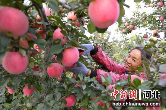 河北顺平苹果年产量超10万吨——我国新闻网河北