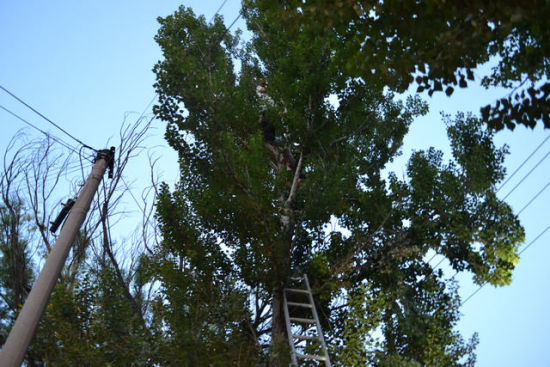 :承德四名少年爬树抓鸟被困树上消防成功营救