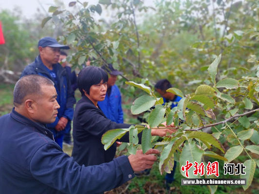 临城绿岭老总_临城绿岭核桃小镇(3)