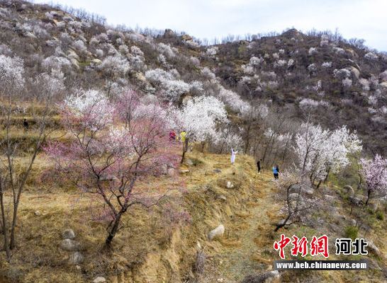 保定易县西清源漫山杏花待客来
