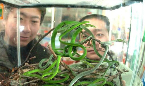 年轻人的另类宠物,你有胆量玩吗?