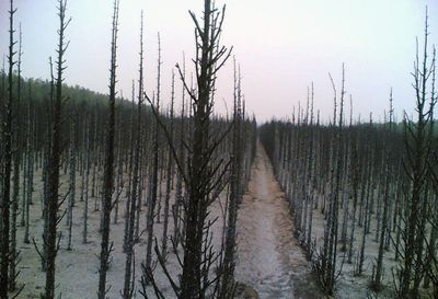无极麦茬失火引燃近两万株柏树苗 麦地防火任
