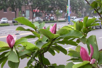 石家庄新品种玉兰二度花开