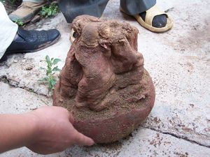 图解神秘太岁真面目(组图)_石血