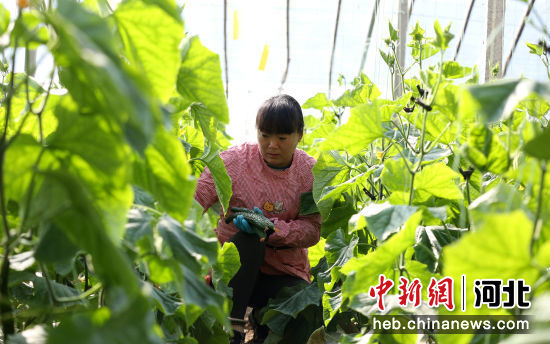 河北邢台南和区：初春蔬菜采收忙