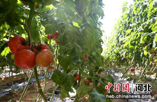 河北邢台南和区：初春蔬菜采收忙
