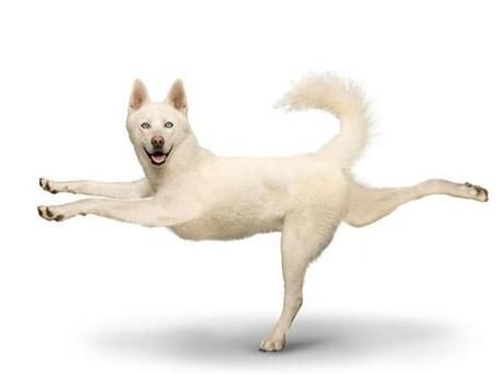 瑜伽垫不是买了落灰的,来看火鸟瑜伽易直播上