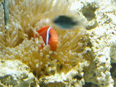 河北省首家内陆海洋馆在保定开业(图)