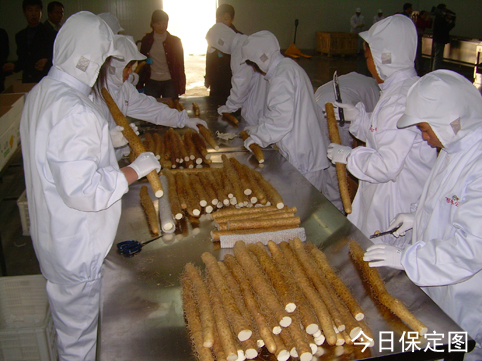 首届蠡县麻山药节签定近三千吨麻山药购销合同