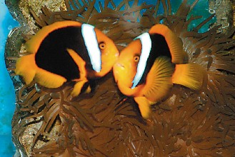 台研究人员成功繁殖小丑鱼 预估年产值十亿