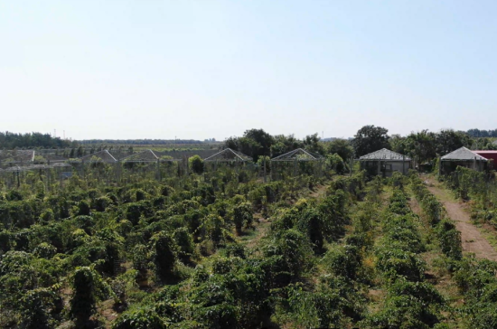 河北定州：软枣猕猴桃“立体种植”新模式