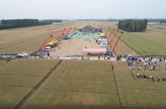 河北肃宁：麦收季变身“新经济秀场”