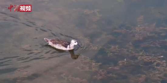 ��������СѼ�ӡ������״������ӱ���ˮ��