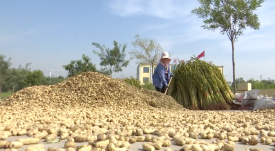 河北邢台经济开发区千亩花生丰收“小花生”变成“金豆豆”