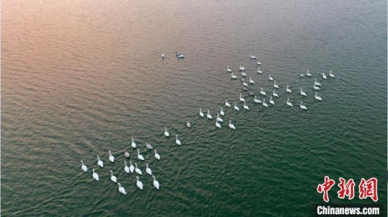 白天鹅“打卡”鹊山湖国家湿地公园