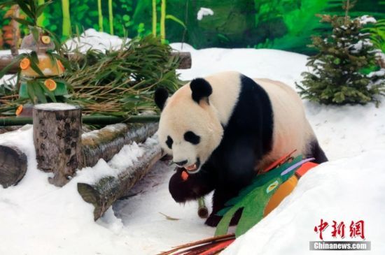 旅俄大熊猫过春节