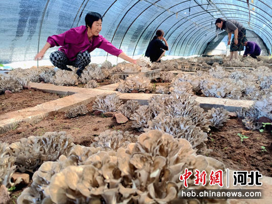 河北迁西：栗蘑“花开”农人喜 乡村振兴有助力——中国新闻网河北