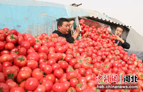 河北邢台南和区推广规模化设施蔬菜种植助力乡村振兴