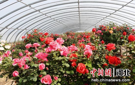 河北定州:"鲜花经济"富农家(组图)