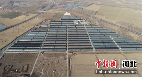 河北滦南：鱼菜共生 生态富民——中国新闻网河北