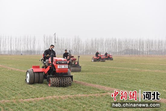河北景县:麦田镇压忙 节水又增产——中国新闻网河北