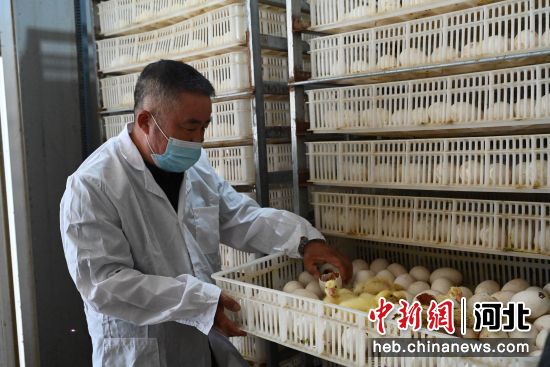 秦皇岛昌黎：禽雏孵化“孵”出致富路——中国新闻网河北
