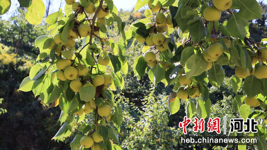 秦皇岛青龙：安梨丰收富农家——中国新闻网河北
