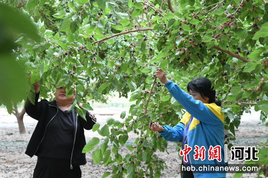 河北阜城:桑葚挂满枝 果农采收忙