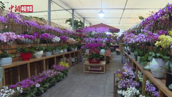 �ӱ�ʯ��ׯ�������� ���⻨��������